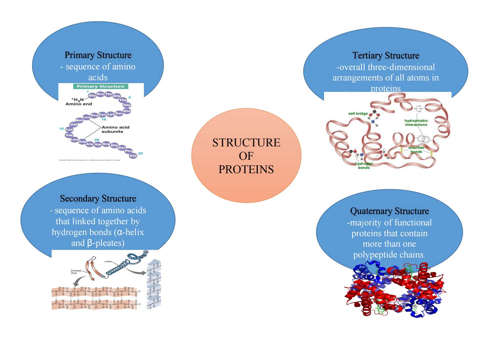 BioChemistry TASK 4 Mindmap of Amino Acids and Proteins