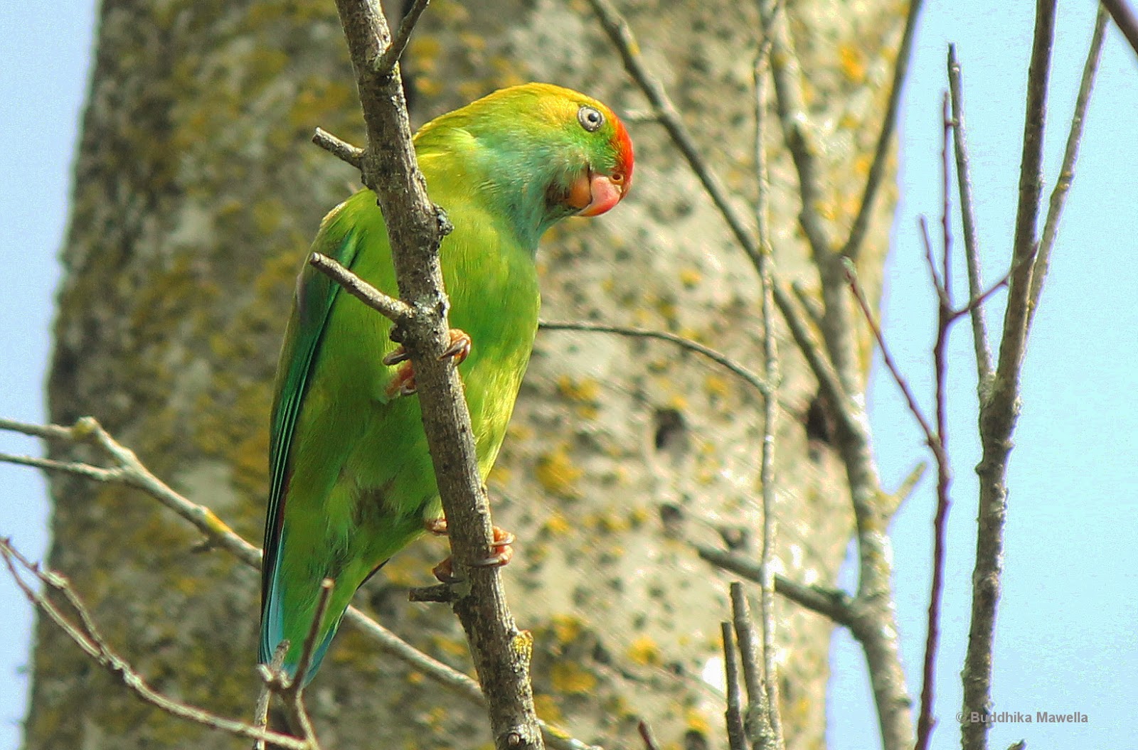 Lanka Nature Summary Sri Lanka Hanging Parrot (Loriculus beryllinus)