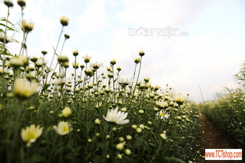 Trắng tinh khôi cúc họa mi trong chớm đông Hà Nội Trắng tinh khôi cúc họa mi trong chớm đông Hà Nội