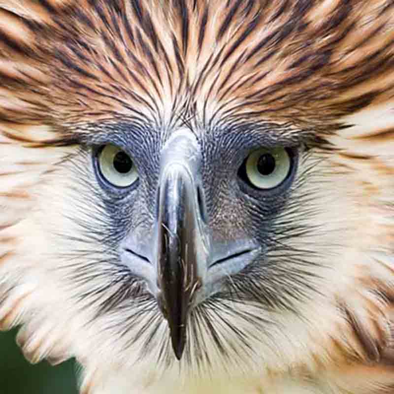 Davao Images : Philippine Eagle ~ D' Durian Daily