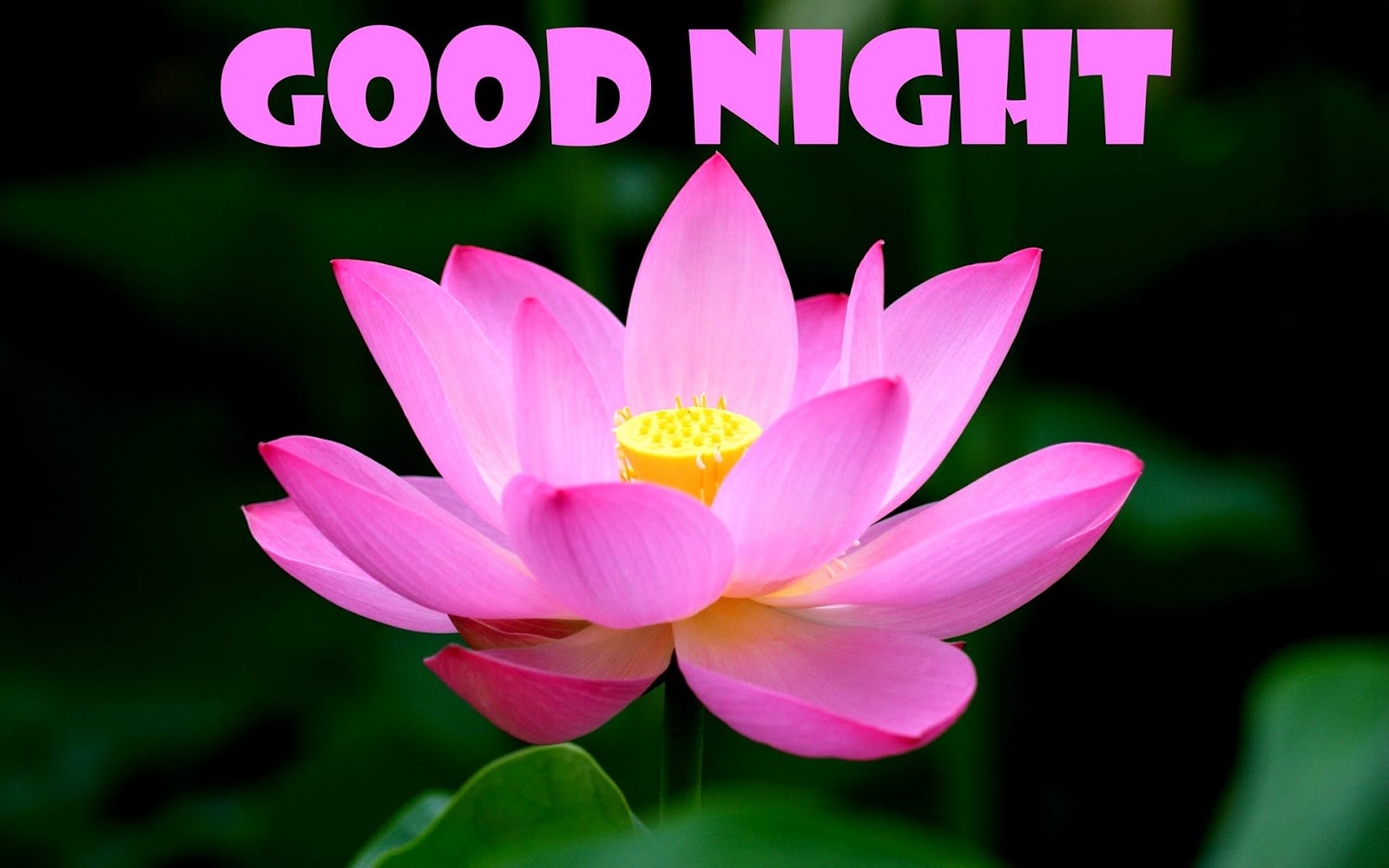 Good Night Flower Images