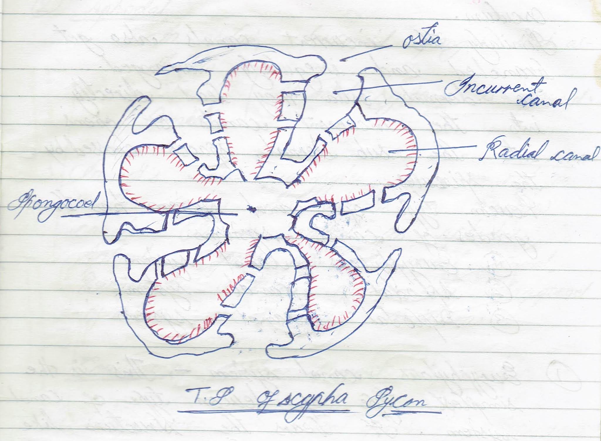 LEARN LIFE SCIENCE WITH SMRITI SINGH : Porifera: Canal System in Sponges