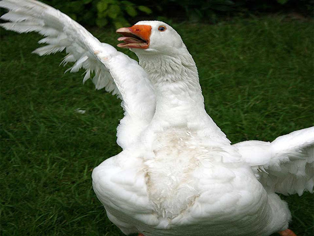 domestic goose, domestic white goose, domestic goose as guard