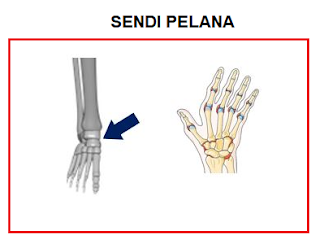 Bentuk Sendi pada Tubuh Manusia