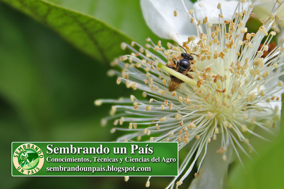 abeja polinizando flor de guayaba
