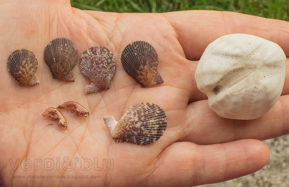 verDi&bLu * tesori del mare ricci di sabbia (Echinocardium cordatum) jpg (1000x648)