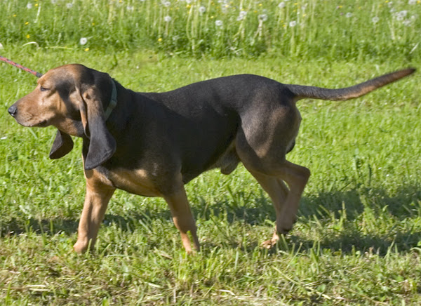 bruno jura hound, about bruno jura hound, bruno jura hound appearance, bruno jura hound behavior, caring bruno jura hound, bruno jura hound color, bruno jura hound characteristics, bruno jura hound facts, feeding bruno jura hound, bruno jura hound history, bruno jura hound origins, bruno jura hound temperament, bruno jura hound lifespan, bruno jura hound uses, bruno jura hound as pets