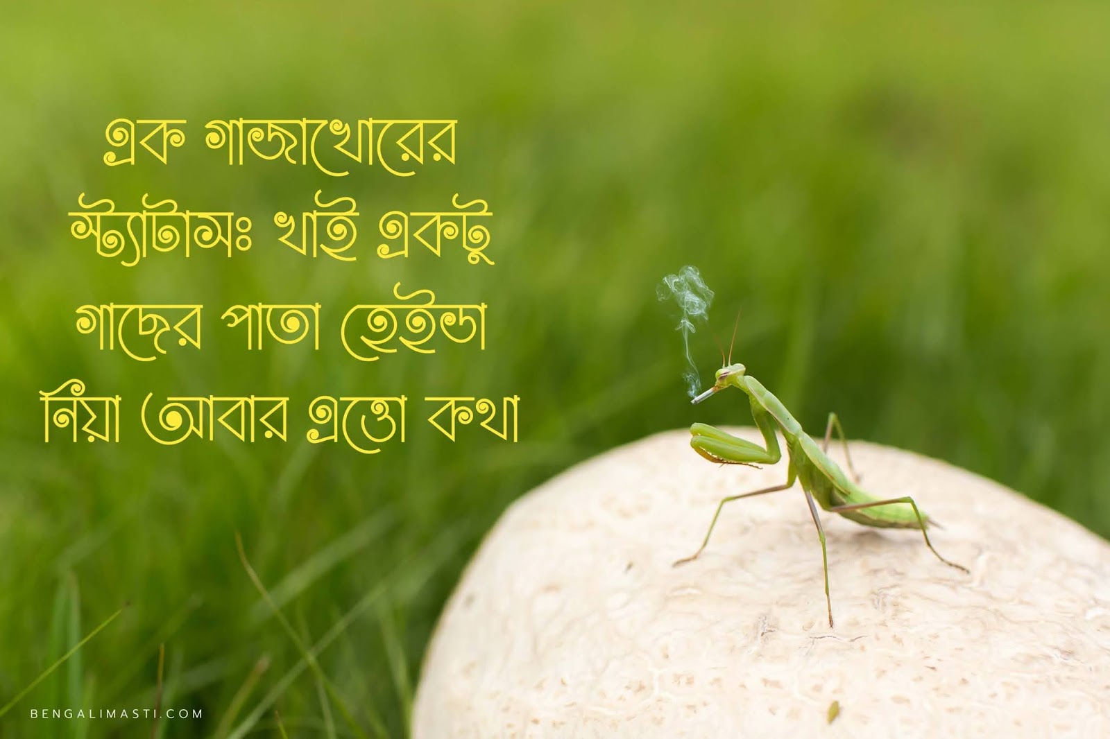 Bangla funny status