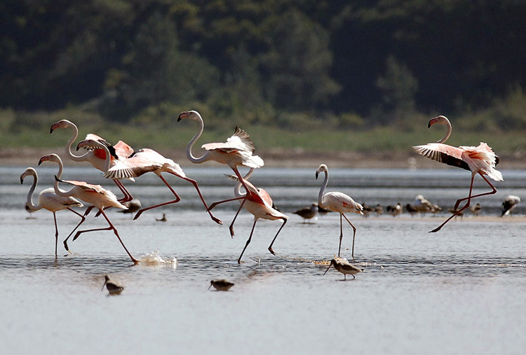 Birdwatching and walking holidays