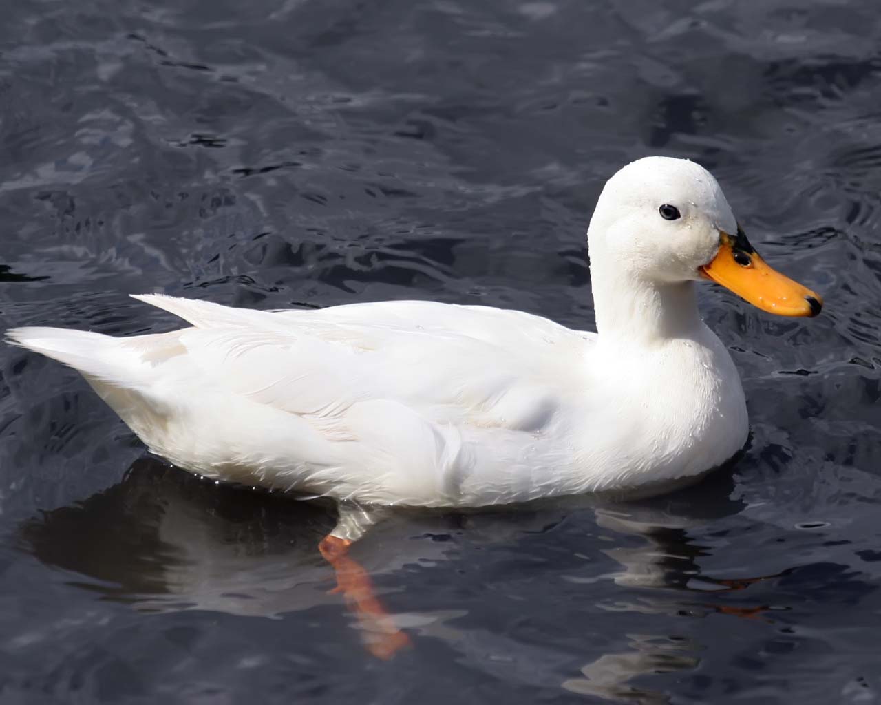  Gambar Bebek  Lucu dan Keren Lucu dan Keren