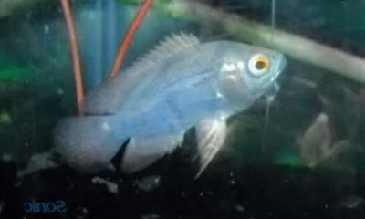 Ikan Oscar Blueberry