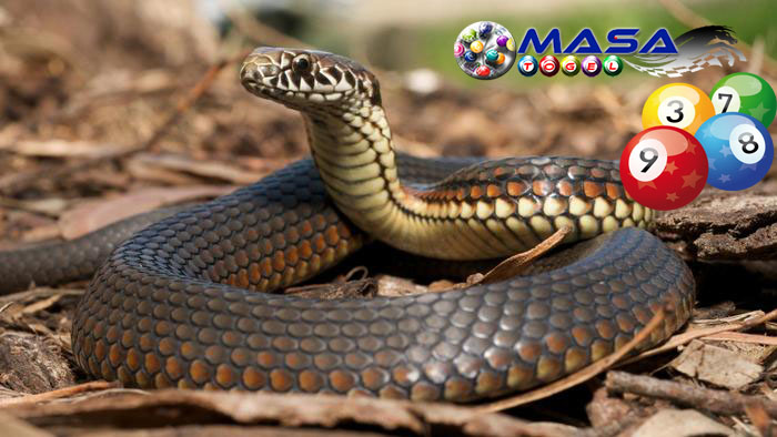 900+ Gambar Erek Erek Ular Gratis 900+ Gambar Erek Erek Ular Gratis