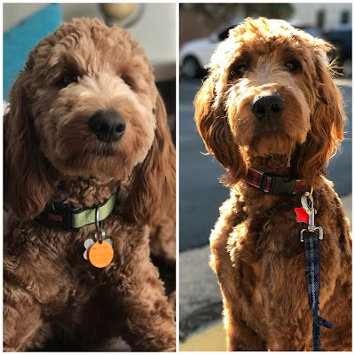 Fetch A Golden Doodles