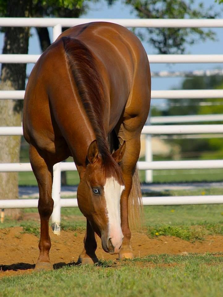 Hope and Horses Horse Color Identifying CropOut Paints