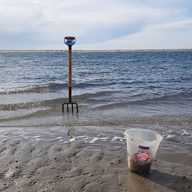 Urlaub auf Fanø mit Kindern: 4 Ausflüge für Familien. Eine Wanderung im Watt, bei der man Robben sehen kann: Ein phantastischer Ausflug mit Kind auf Fanö!