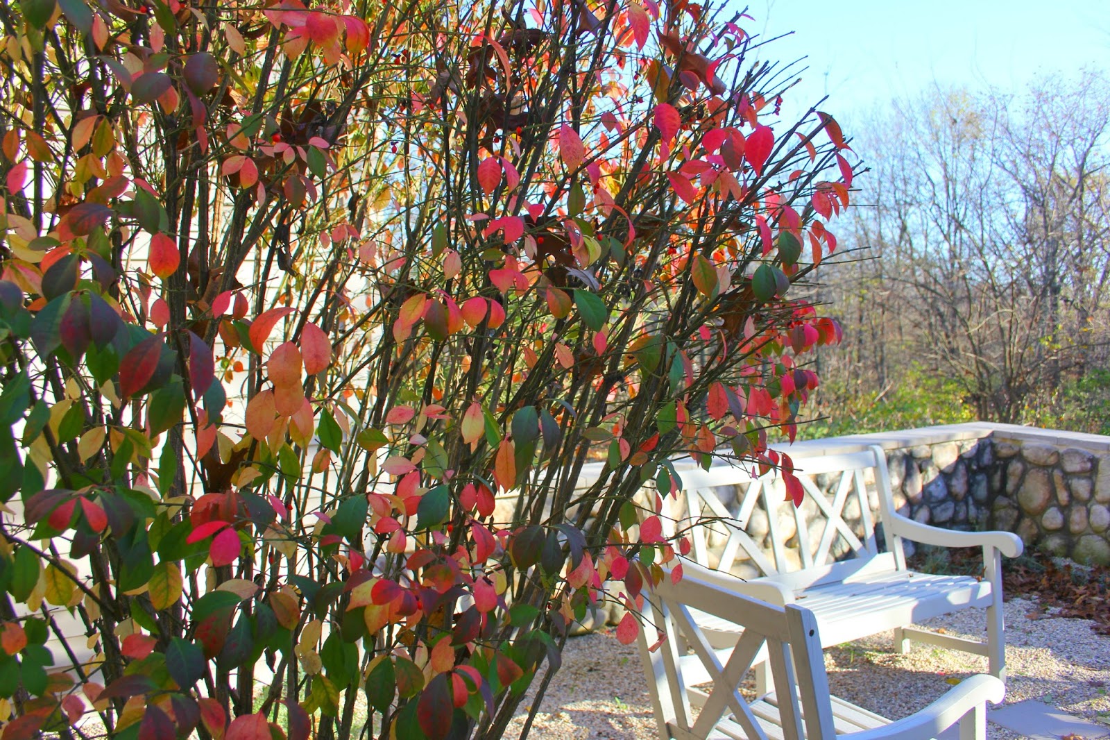 hello lovely-burning bush-courtyard