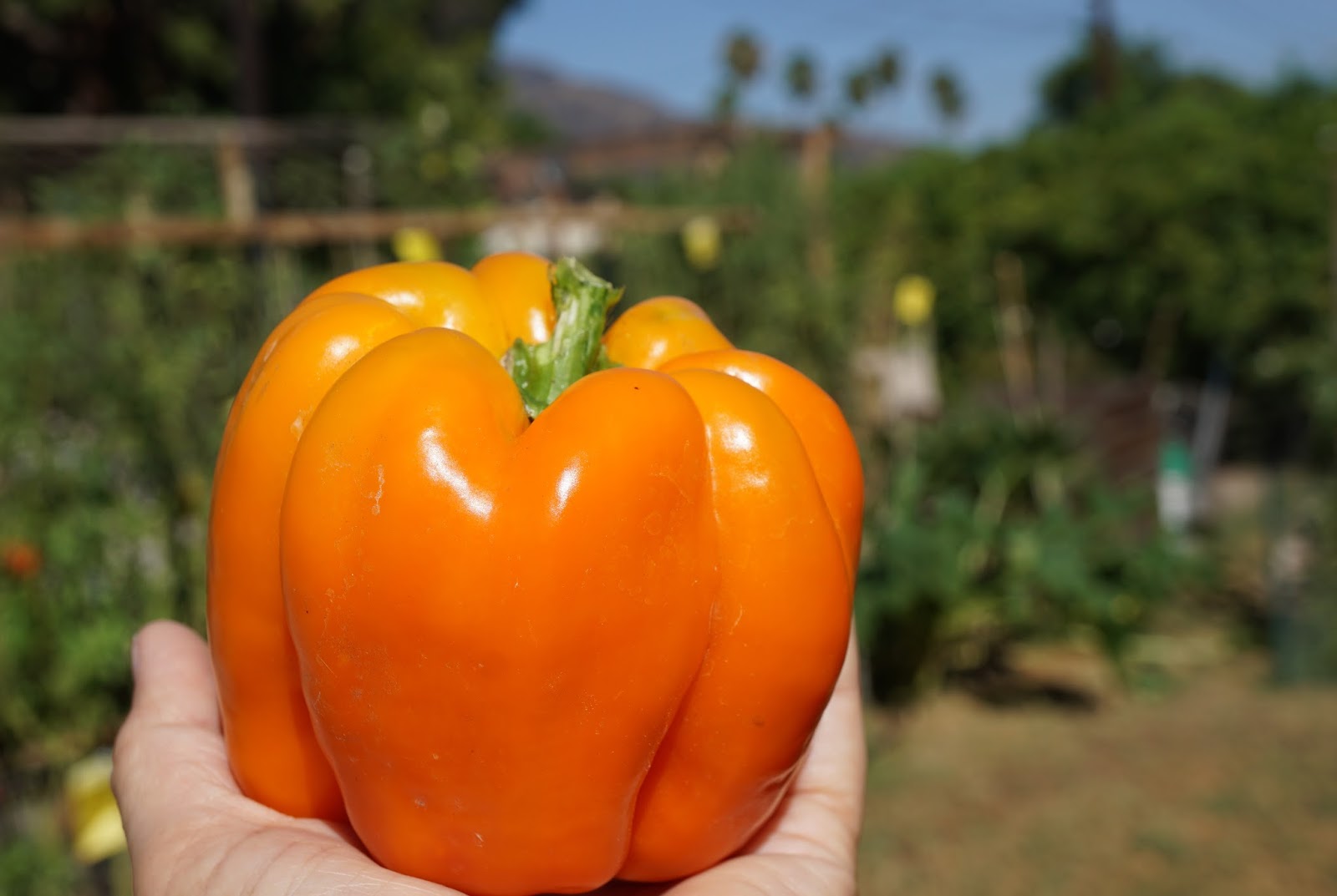 Andie's Way A Tasty Rainbow of Bell Peppers