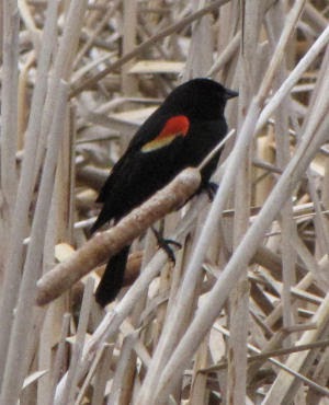Male Redwing Blackbird