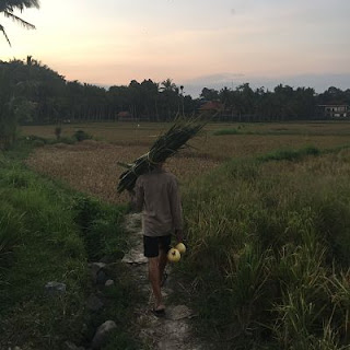 Badulu Village. Bali. Arrozales. IBMF