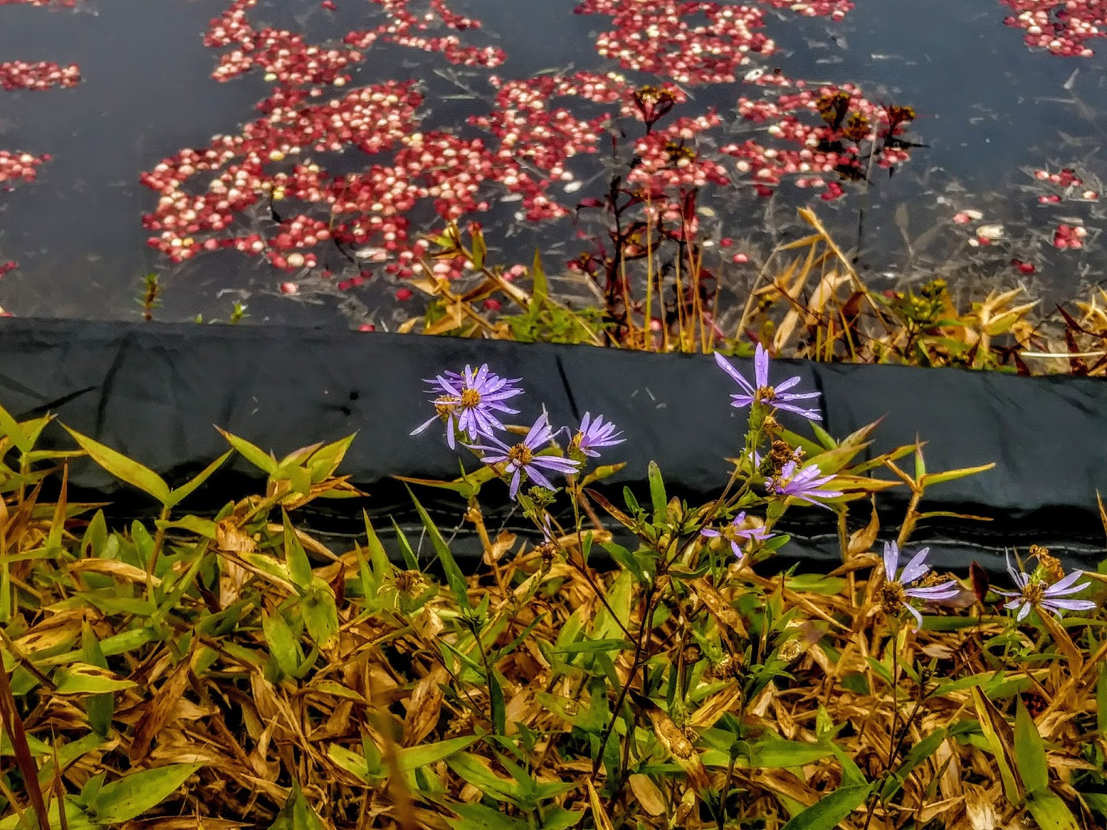 Cranberry County Plymouth/Wareham Cranberry Harvest