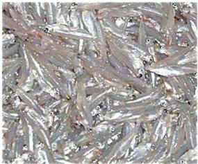 Bangladesh Development Studies: Freshwater Fish of Bangladesh