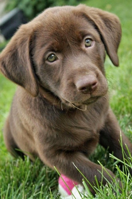 Top 5 Most Affectionate Dog Breeds