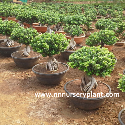 N. N. Enterprise Nursery Plant in Kolkata