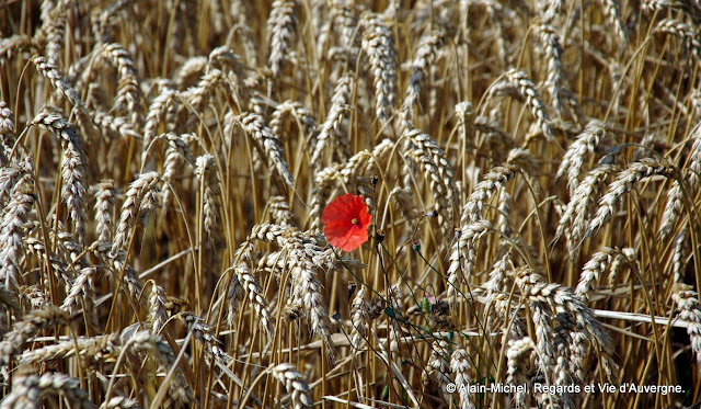 Coquelicot et blé