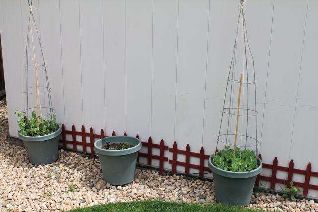 DIY Garden Projects