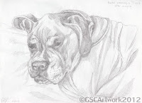 baxter boxer dog pencil drawing