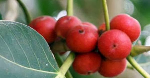  குழந்தை வரம் கொடுக்கும் இயற்கை மூலிகைகள்!