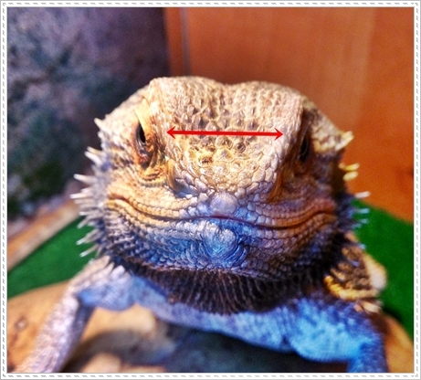 bearded-dragon-water-dish
