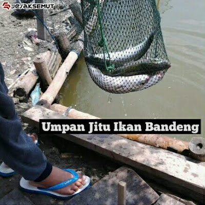 Umpan ikan bandeng