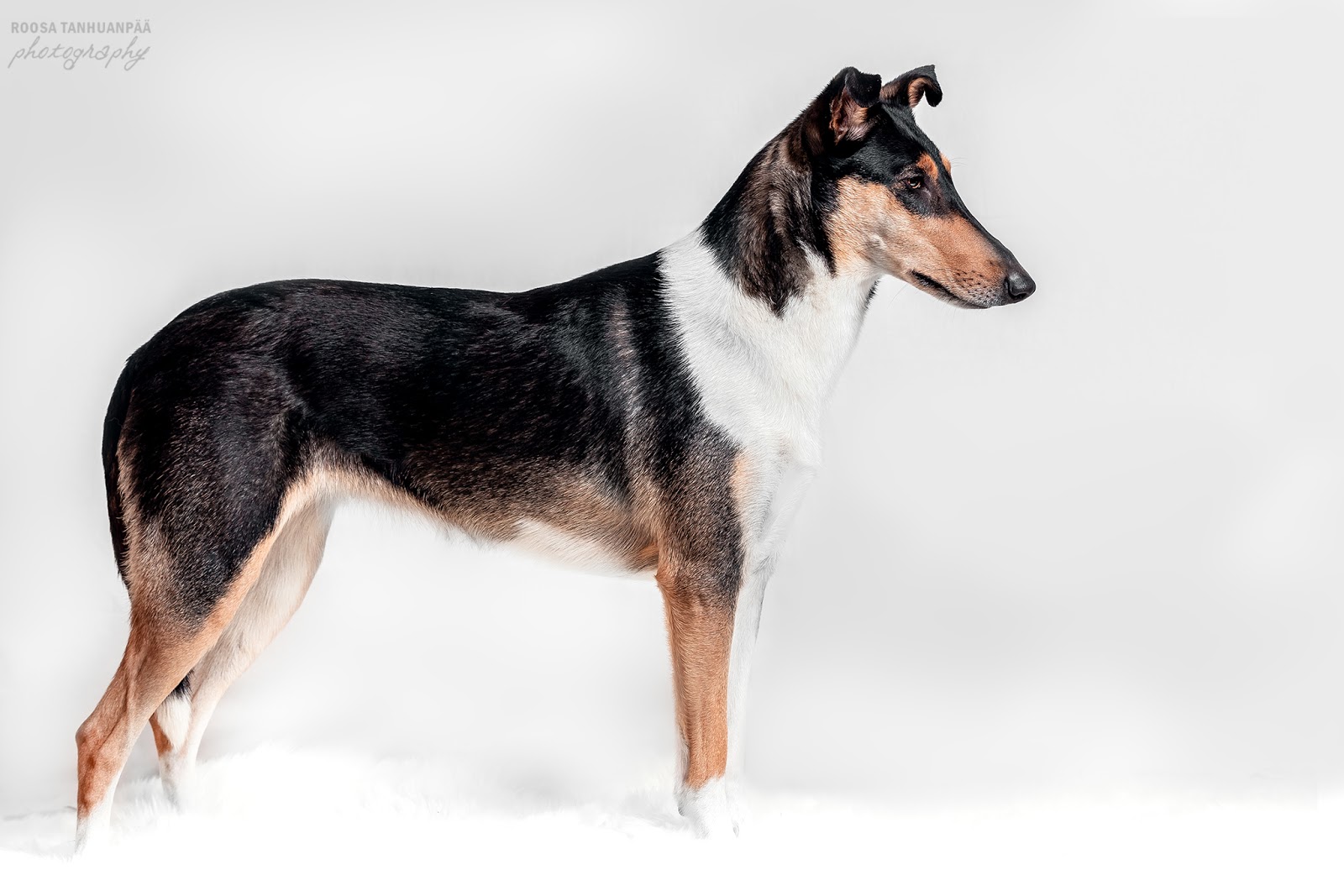 Sileäkarvainen collie, Final Fantasy's I'm Million Dollar Baby
