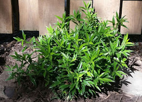 Future Plants By Randy Stewart Sarcococca Sweet Box