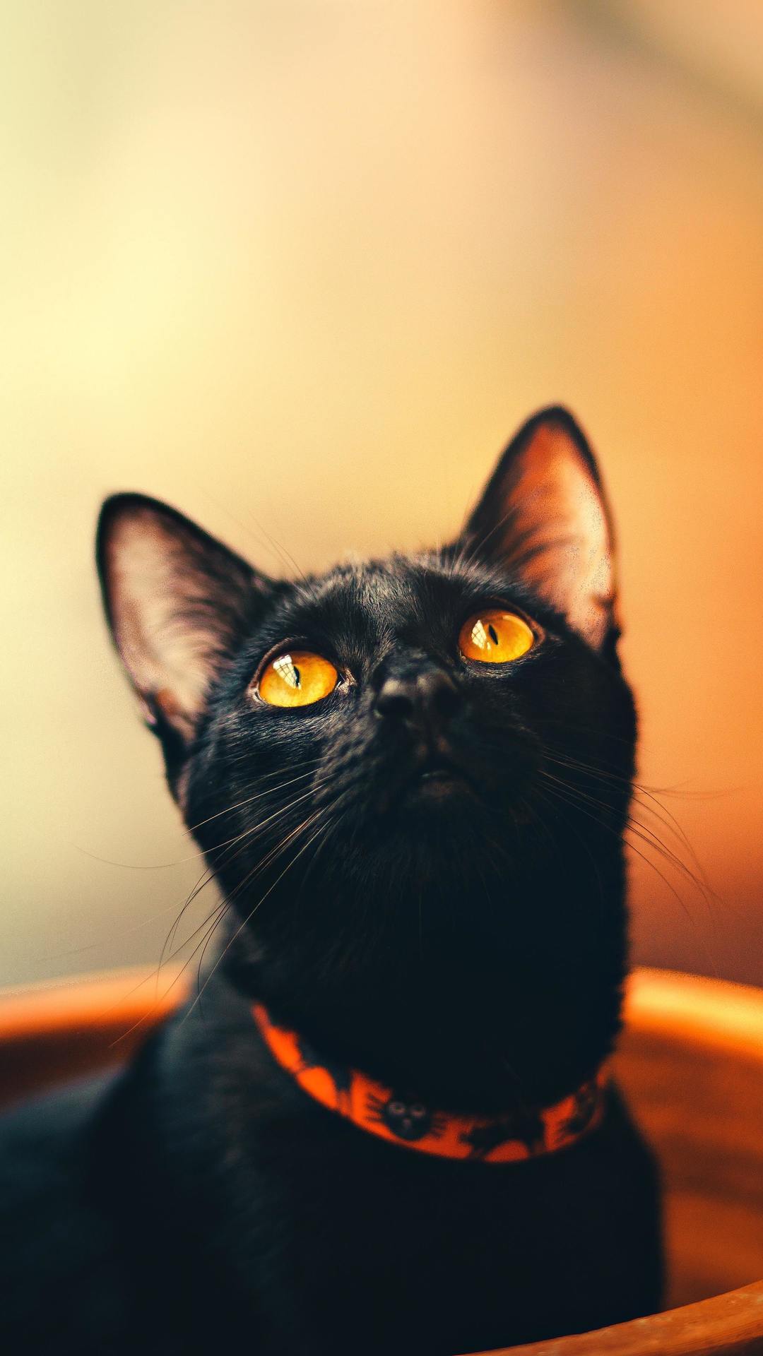 Black Cat Wallpaper - Wallpaper Background - XFXWallpapers