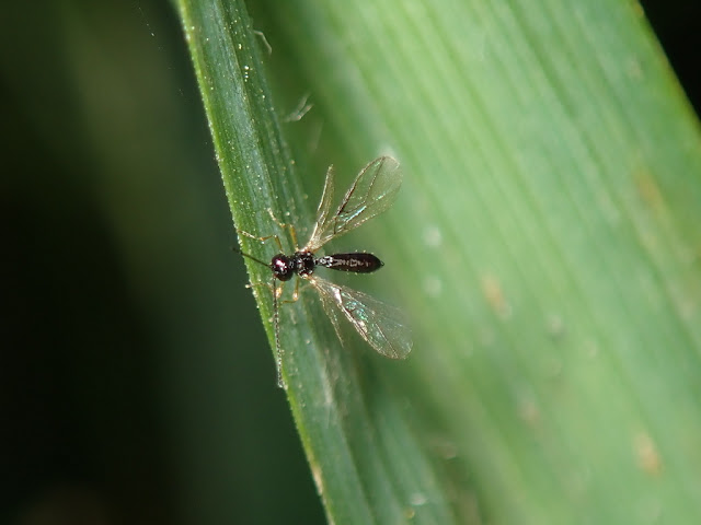 Alysiinae Alysiinae