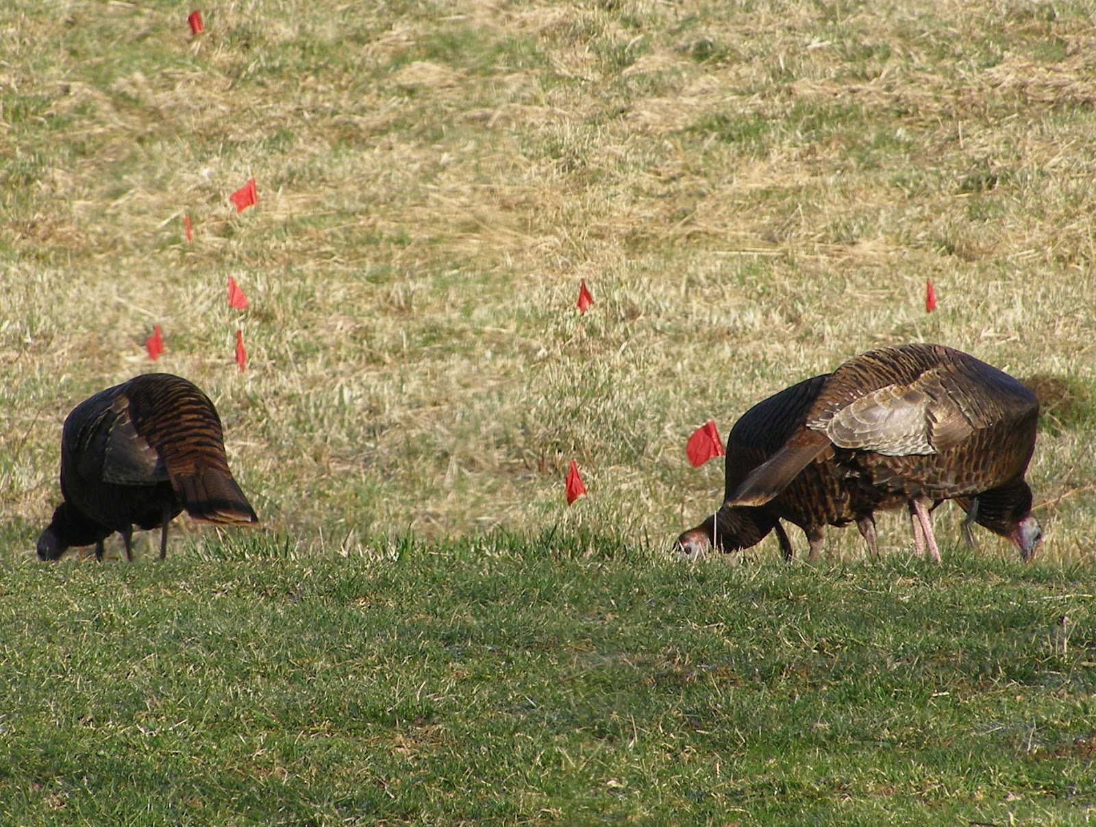 Blue Jay Barrens Wild Turkeys Toms and Bearded Hens