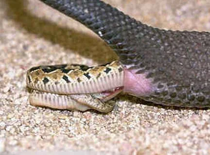 Viral Video: Snake Giving Birth To Live Babies.