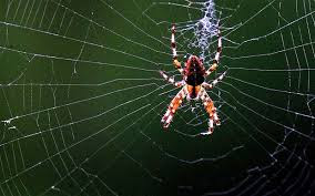  SPIDER WEB