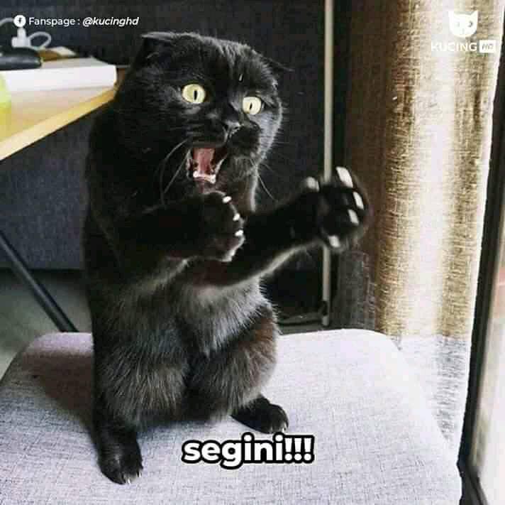 25 Foto Meme Kucing Lucu Kucing Persia Kucing Aggora 