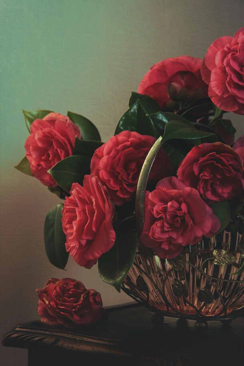 خلفيات ورد طبيعي متنوعة وجميلة