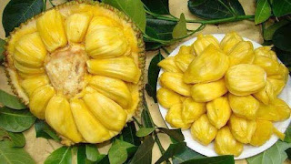 CARA BUDIDAYA TANAMAN NANGKA http://tipspetani.blogspot.com/2015/07/cara-budidaya-tanaman-nangka.html