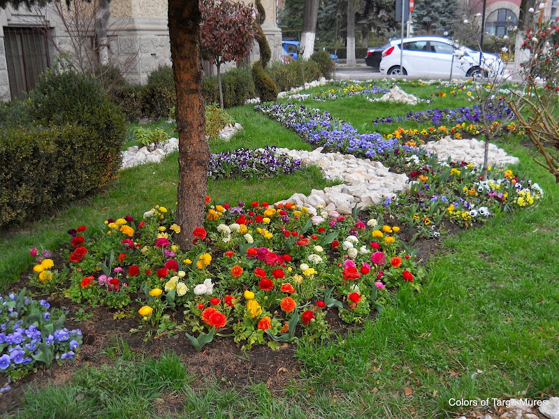 Flori in fata Primariei Targu-Mures.
