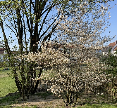 Felsenbirne (Amelanchier)