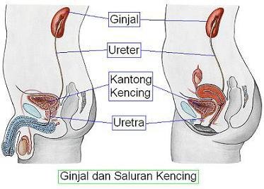 Tips Mengatasi Susah Buang Air Tanpa Obat
