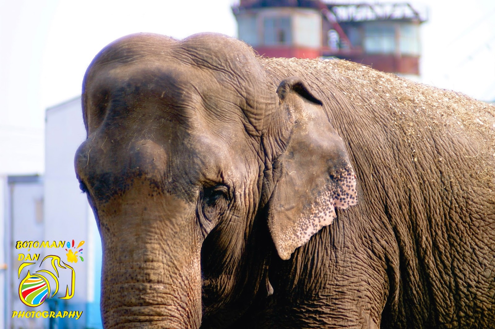 Da Culoare Vietii Circul Gartner a ajuns la Timisoara.