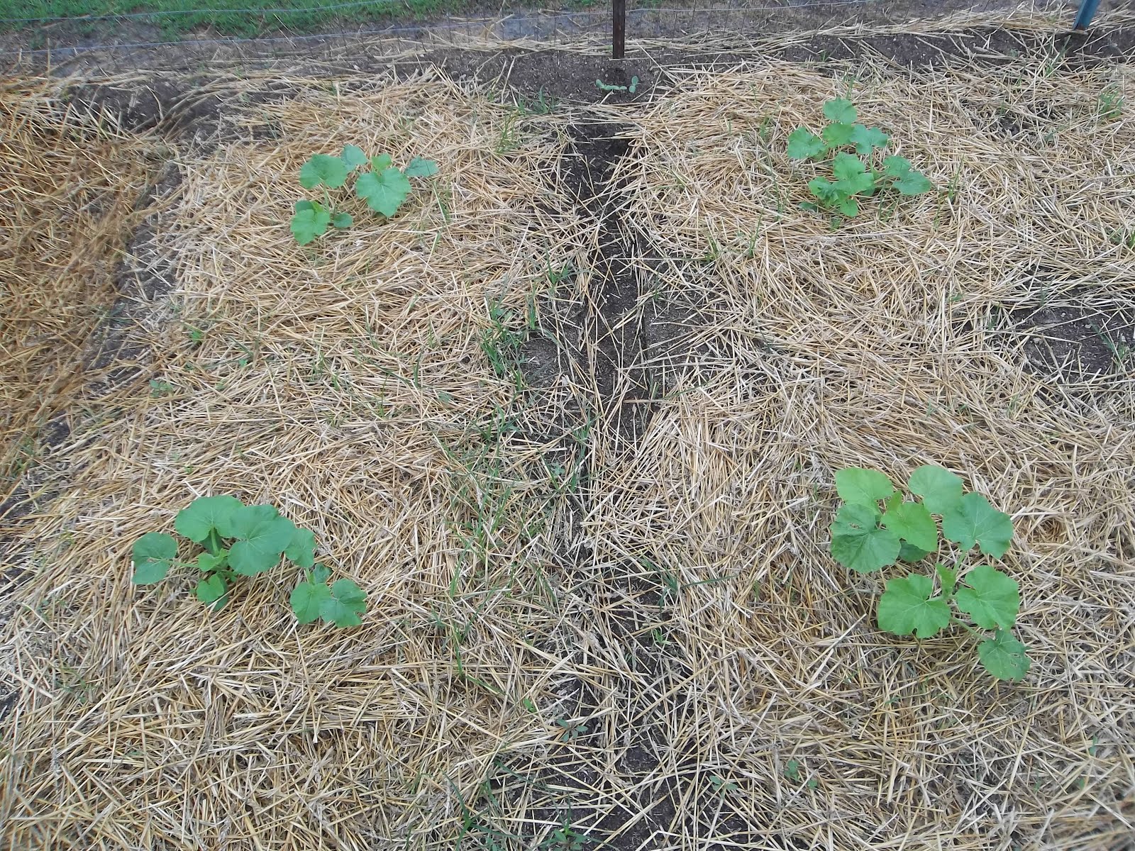 I Grow Vegetables How to Grow Pumpkins