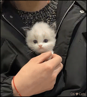 Cute Kitten GIF • How cute is this little kitty? You just exploded from cuteness overload [cat-gifs.com]