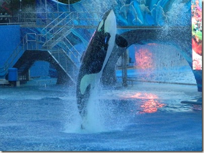 Seaworld 046